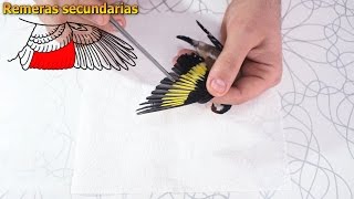 🐦🕊🦅 Plumas del ala de un ave  Nomenclatura de las plumas del ala de un pájaro 🦅🕊🐦 [upl. by Jarad]