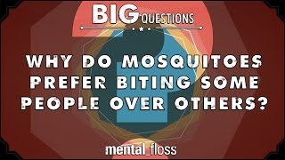 Why do mosquitoes prefer biting some people to others  Big Questions  Ep 26 [upl. by Elder]