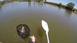 Hunter River Fishing  BASS CARP FLATHEAD [upl. by Bail]