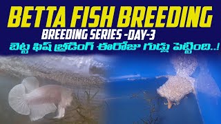 Betta Fish Breeding in Telugu  Betta Breeding  Betta Breeding Series Day3 Sri Ganapthi Fish Farm [upl. by Ricard431]