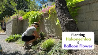 Planting Hakonechloa amp Balloon Flower [upl. by Va]