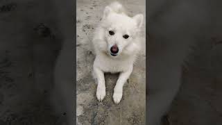 Indian Spitz dog vs with Labrador puppy dog [upl. by Ternan]