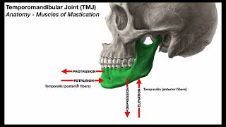 Temporomandibular Joint 😲 Mastication Muscles [upl. by Revell736]