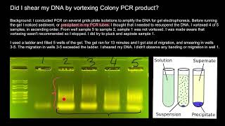 How to avoid shearing of DNA and Smearing of bands [upl. by Aglo]