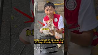 Brave Man Saves Kitten Trapped In Sewage♥️🥺 shorts catrescue kitten [upl. by Tabbie]