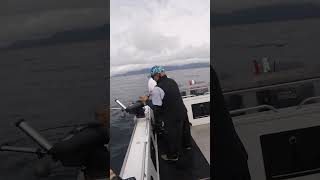 Halibut Fishing Alaska [upl. by Nylavad352]