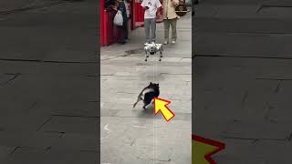 Robotic dog VS REAL DOG FIGHT  shorts [upl. by Ecinnej]