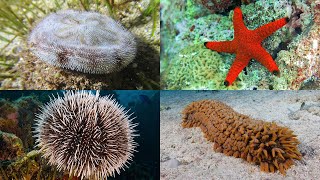 Echinoderms 101 Sea Stars Sea Urchins Sea Cucumbers and More [upl. by Jojo]