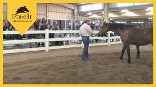 Pat Parelli  Equine Behavior Lecture at Colorado State University Part 1 [upl. by Anaile488]