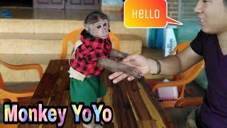 How smart Monkey Yoyo is  monkey Yoyo very cute Monkey Baby Yoyo [upl. by Ehttam83]