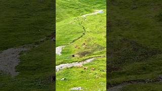 📍Brienz Rothorn Bahn Switzerland 🇨🇭 follow for more daily shorts 🇨🇭 [upl. by Male572]