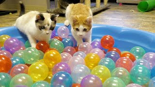 Cute Kittens Play in Ball Pit [upl. by Aij498]