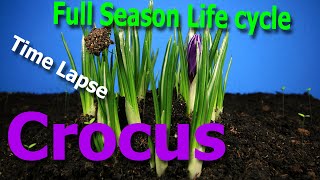 TimeLapse Crocus full season life cycle [upl. by Clorinda57]