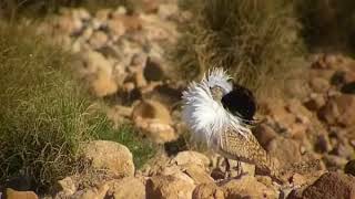 Houbara bustard display [upl. by Sparky]