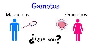 💥 ¿Qué son los Gametos 💥 Fácil y Rápido  BIOLOGÍA [upl. by Anton788]