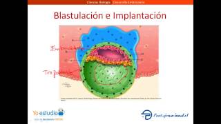 Desarrollo Embrionario [upl. by Ltney]