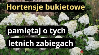 HORTENSJE BUKIETOWE zrób to teraz na ogromne kwiaty i sztywne pędy kluczowe letnie zabiegi [upl. by Fasto]