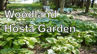 How to Design a Hosta Woodland Shade Garden [upl. by Ssej]