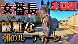 女番長馬ネロ様の歩く姿が美しすぎた…。普段はオラついている番長馬の朝のルーティンが優雅でエレガントなお嬢様系だった件について【ツルマルボーイ様のシモべ】 [upl. by Nyliahs]