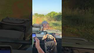 Angry Hippo Attacks Safari Vehicle [upl. by Mclain257]