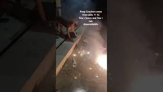 Do not burst💥 crackers near pets care pets crackers greencrackers odorant freshener diwali [upl. by Htbazile]