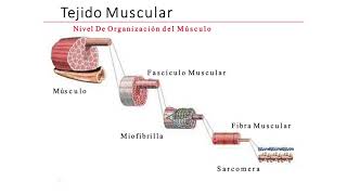 Músculo esquelético Histología [upl. by Reynard]