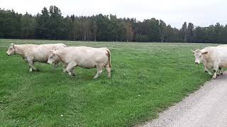 Charolais cows moving from one pasture to another [upl. by Ameg]