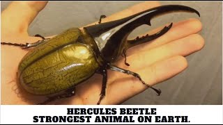 Hercules Beetle  Strongest Animal On Earth [upl. by Carson]