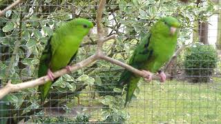 Catharinaparkieten  Aviarybirds – Budgie – Parakeets – Parkieten – Lovebirds [upl. by Alvita311]