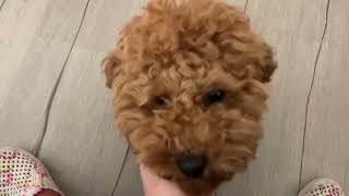 Barboncino nano 9mesi coccole poodle минипудел 9 месеца [upl. by Araeic]