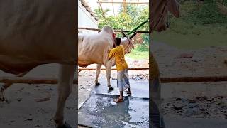 Muscular Indian Street White Cow Getting Showered  Big Indian Bolod [upl. by Kamaria668]