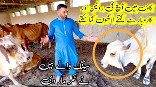 village main Aj ki Routine 🥰bachra farming business in Pakistan village vlogPunjabi babloovlog [upl. by Tortosa]