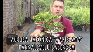 Aucuba japonica Variegata  Tarkalevelű babérsom [upl. by Lait]