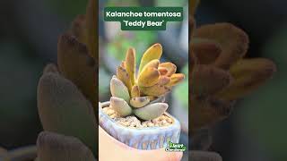 Kalanchoe tomentosa Teddy Bear succulent [upl. by Tichonn]