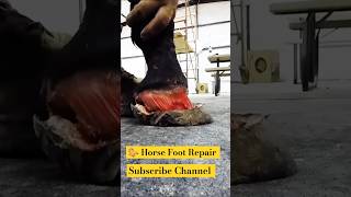 Horse 🐎 Foot Repair Break Nailcuteanimal animals horse shorts shortsfeed shortvideo [upl. by Avevoneg]