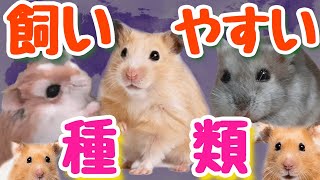 飼いやすいハムスターの種類と飼育の注意点 [upl. by Neved630]