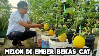 IDE KEREN menanam MELON dari bekas galon air berbuah banyak [upl. by Ame849]