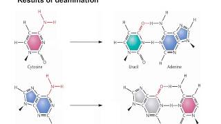 Molecular mechanism of spontaneous mutations [upl. by Llyrad544]