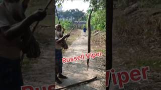 Russell Viper russellviper চন্দ্রবড়া bangladesh banglanews [upl. by Jobie]