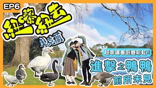 鴨子大圍攻🦆市中心最獨特公園 再觀摩北島最長的公路橋Harbour Bridge┊【紐嚟紐去】奧克蘭EP6┊Ponsonby┊Western Springs Park┊mmillu肥高肥莉 [upl. by Leduar]