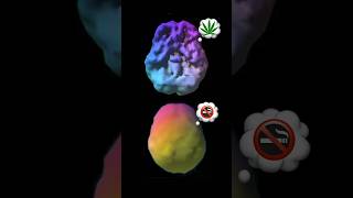 Brainscans of those with CannabisUseDisorder  Daniel Amen MD podcast neuroscience [upl. by Wimsatt429]