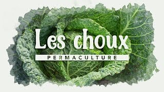 Tout savoir sur la culture des choux permaculture [upl. by Donia249]