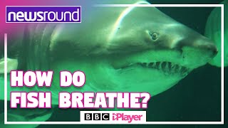 How do fish breathe  Newsround [upl. by Natty539]