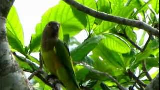 Aratinga pertinax  Brownthroated Parakeet  St Thomas Conure [upl. by Eetak220]