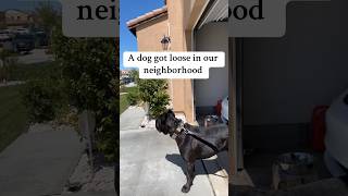 A loose dog was roaming our neighborhood 😳 Raisingbane canecorsoitaliano guarddog canecorso [upl. by Eenerb]