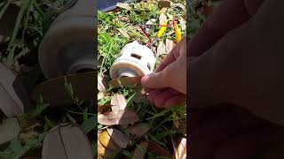 Demonstration Of a Dyson Digital Motor V6 Connected To Rockpals 60w Solar Panel bldcmotor shorts [upl. by Llegna]