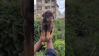 Doberman puppy sale tamil dogs sale shorts pets chillcritters [upl. by Landers]