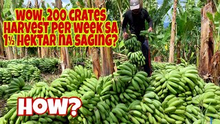 Paano MagAlaga ng Lakatan na Saging  200 Crates Harvestweek sa 1 1⁄2 Hektar [upl. by Aroc]