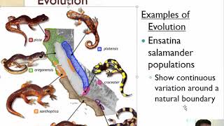 51 Evidence for evolution 22 [upl. by Ariaet]