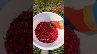 lingonberry picking harvesting cranberry lingonberry cowberry [upl. by Wini682]